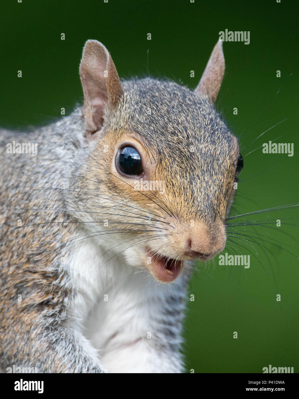 A tight portrait of a grey squirrel Stock Photo