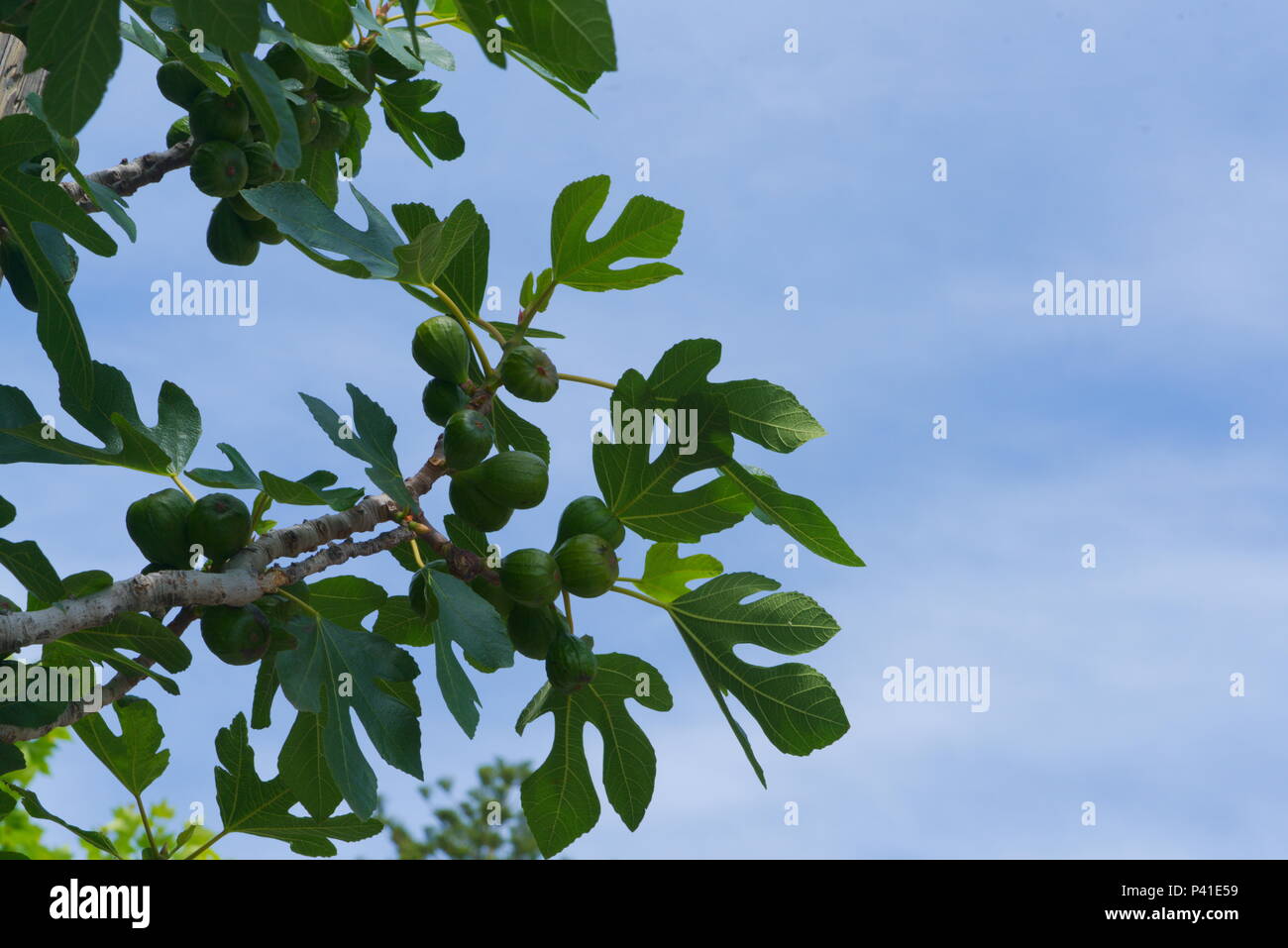 Under a fig tree hi-res stock photography and images - Alamy