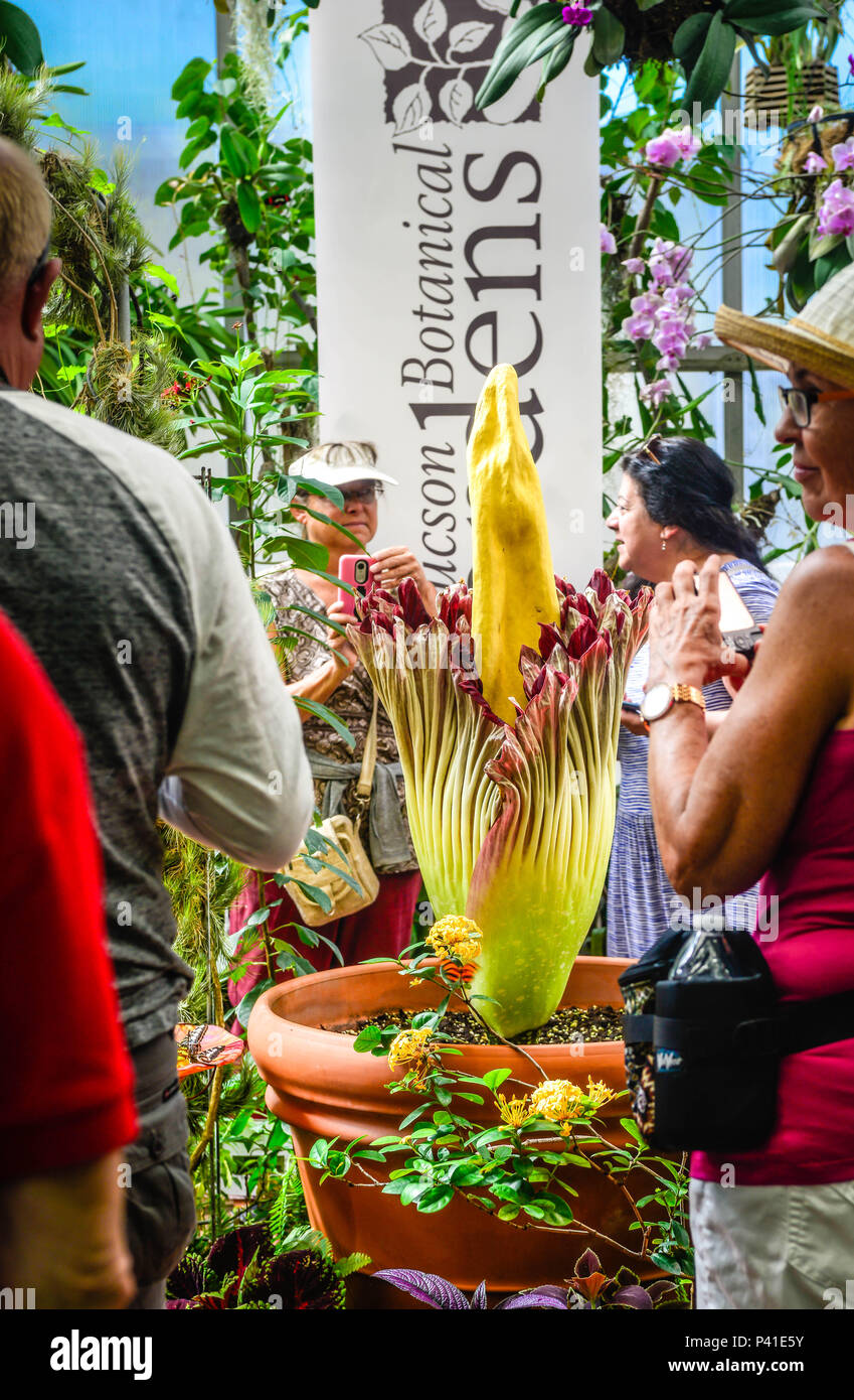 People attend the rare Corpse flower bloomimg at the Tucson Botanical Garden, AZ, famous as it rarely blooms and it's smelly rotting flesh odor, also  Stock Photo