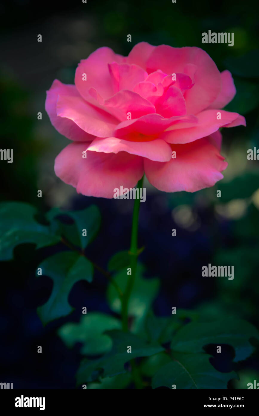 A beautiful isolated Pink rose in garden surrouded by darkened soft ...
