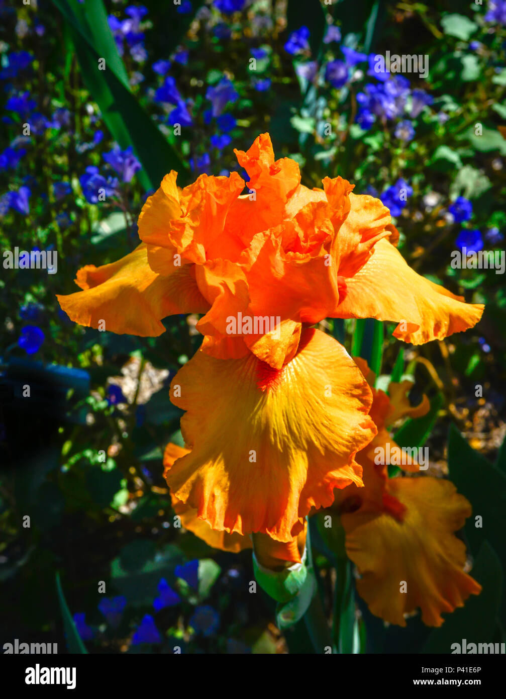 A vivid orange bearded Iris bloom in a  garden surrounded by a field of soft focus violets Stock Photo