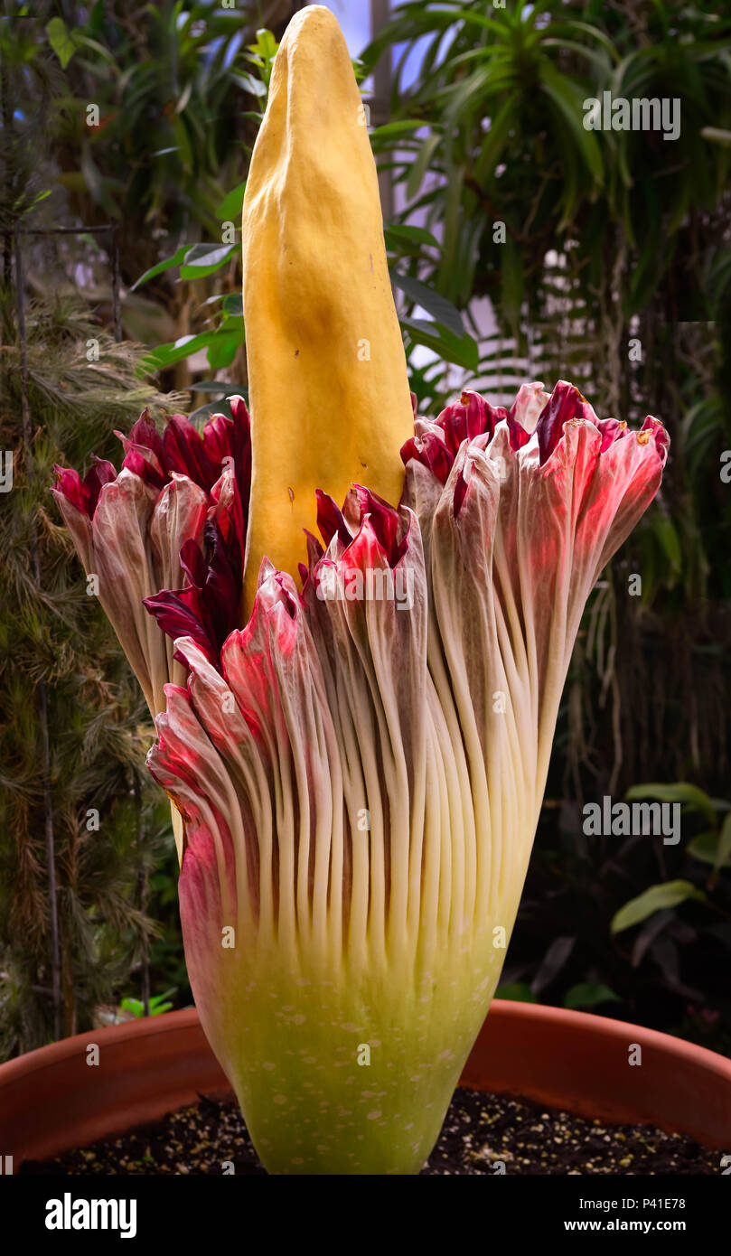 The rare Corpse flower in bloom, famous as it rarely blooms and for it's smelly, rotting flesh odor, also known as the titan arum from Indonesia Stock Photo