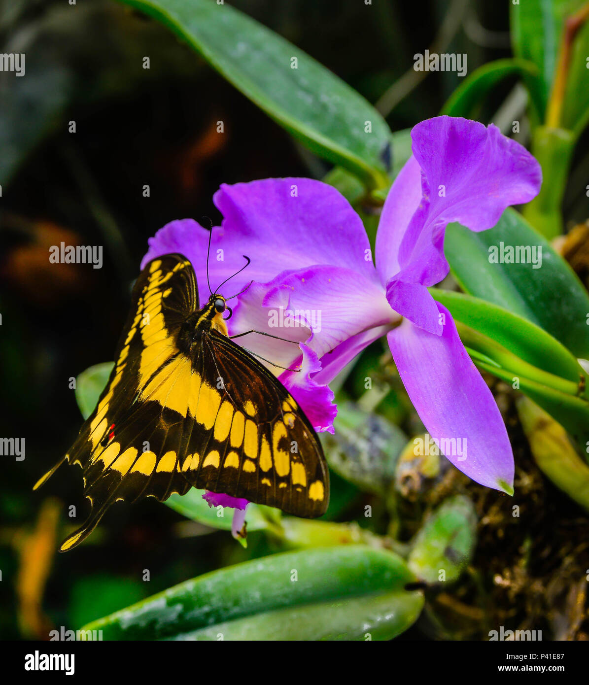 A brilliant Black and Yellow Texas Swallowtail butterfly visits an exotic  purple orchid flower with wings spread Stock Photo