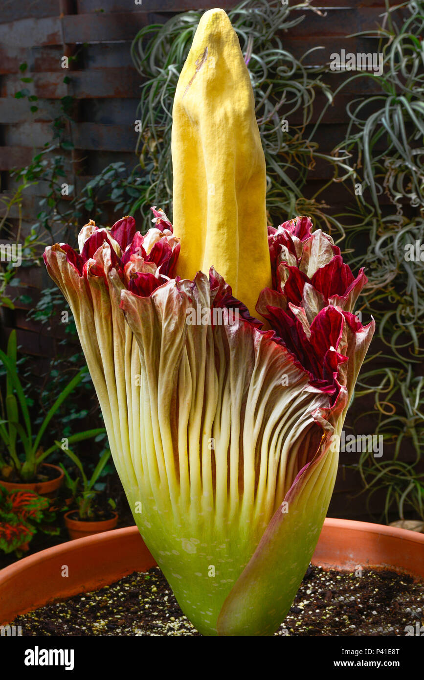 The rare Corpse flower in bloom, famous as it rarely blooms and for t's smelly rotting flesh odor, also known as the titan arum from Indonesia Stock Photo