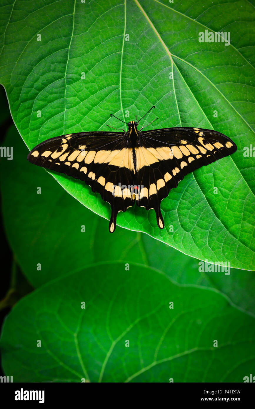 A brilliant Black and Yellow Swallowtail butterfly rests on a big green