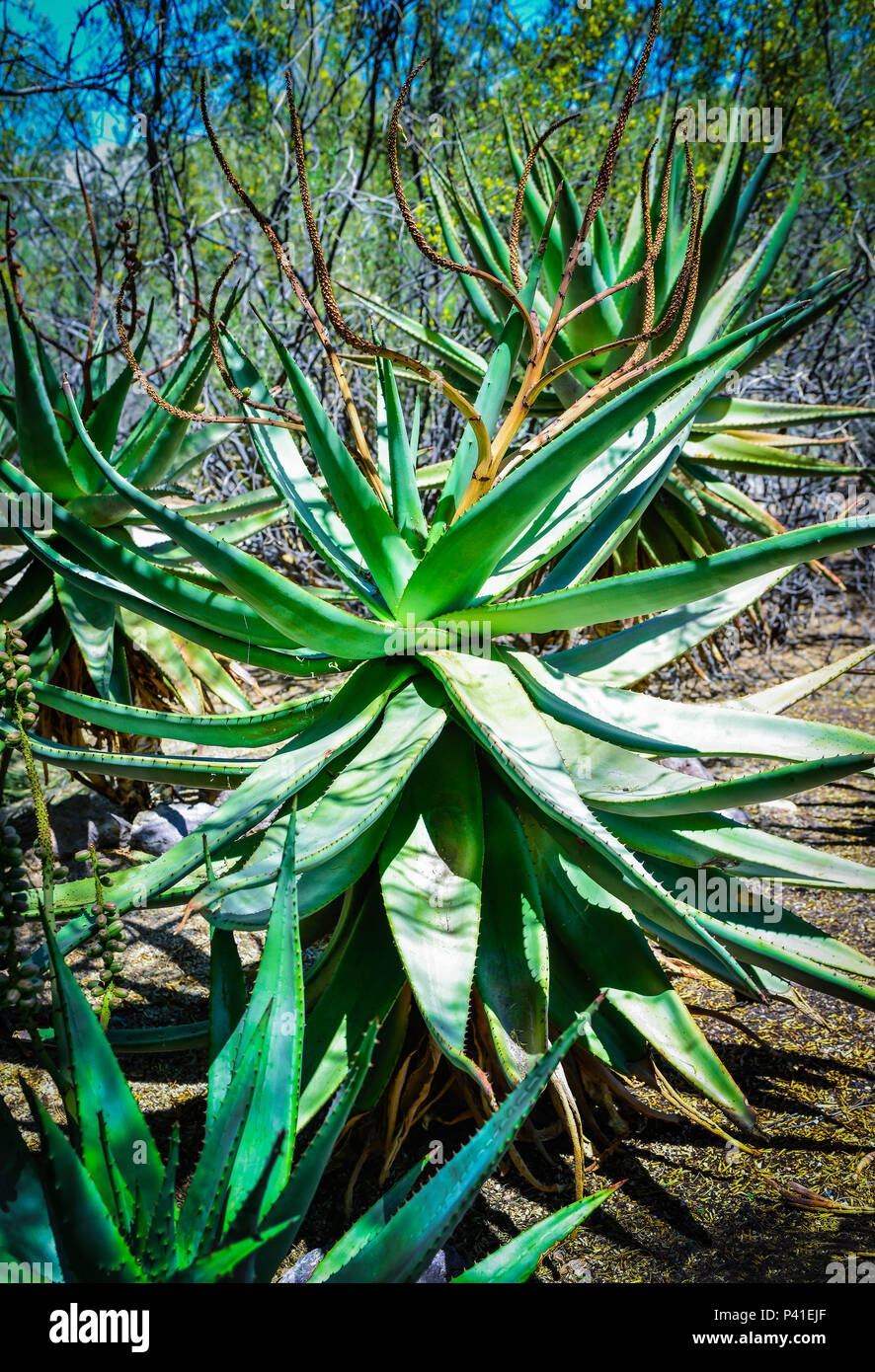 A large spider agave flourishes in the arid desert setting Stock Photo