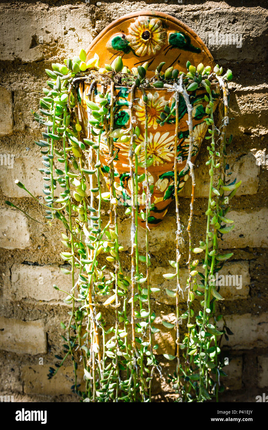 A lovely Mexican style hand crafted wall planter hangs on adobe wall and is enhanced by a hanging succulent plant Stock Photo