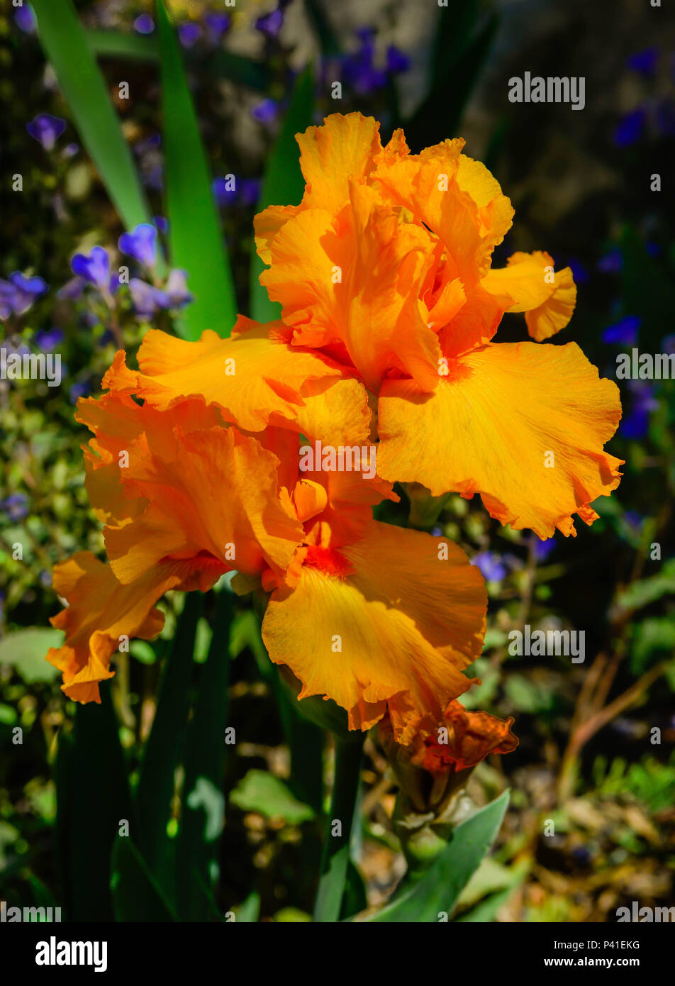 A single vividly intense orange bearded Iris bloom in an outside garden Stock Photo