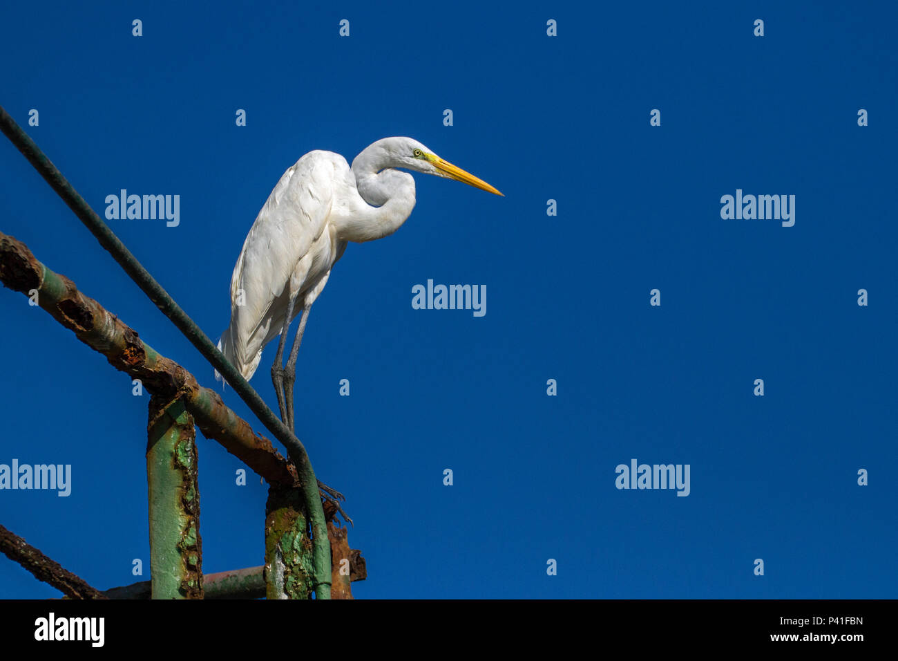 Garca Branca Grande High Resolution Stock Photography And Images Alamy