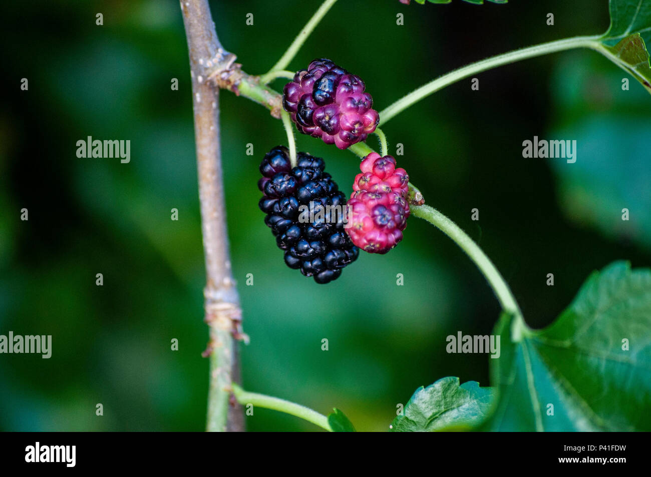 Blackberries start to ripen Stock Photo Alamy