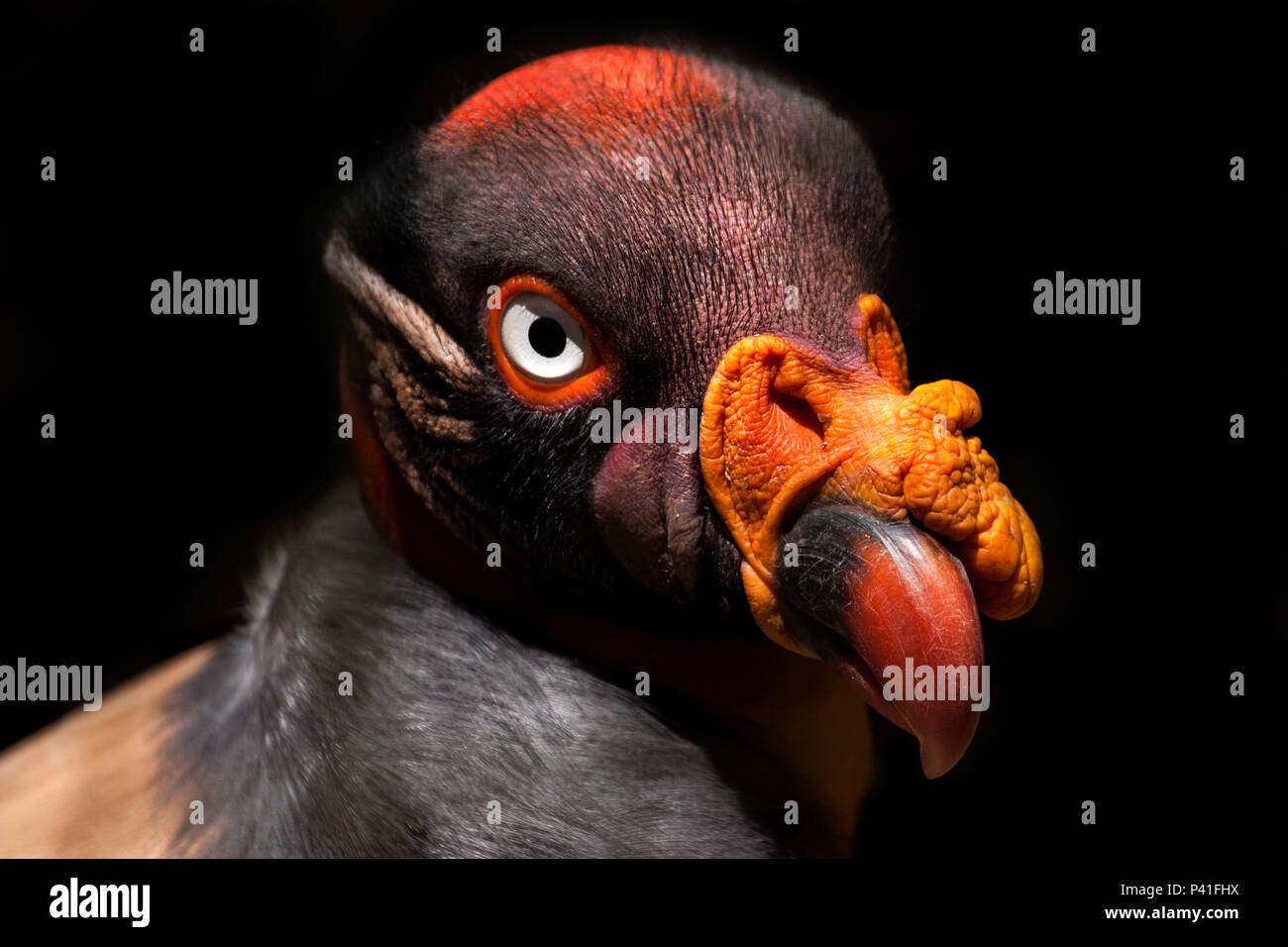 Branco' hi-res stock photography and images - Page 30 - Alamy