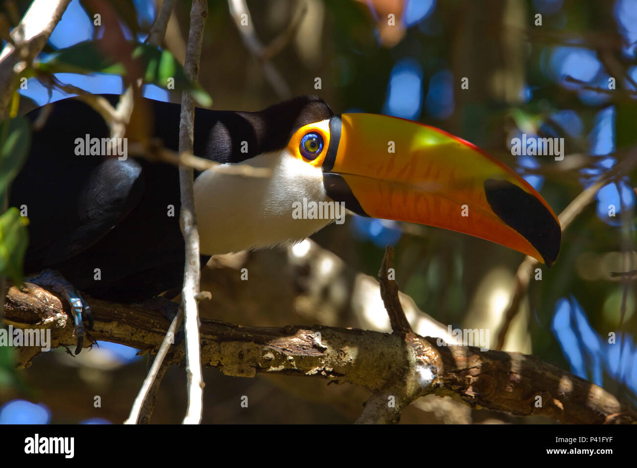 Fazenda Cacimba de Pedra - Aquidauana/MS  São designadas por tucano as aves da família Ramphastidae que vivem nas florestas da América Central e América do Sul.  Possuem um bico grande e oco. A parte superior é constituída por trabéculas de sustentação e a parte inferior é de natureza óssea. Não é um bico forte, já que é muito comprido e a alavanca (maxilar) não é suficiente para conferir tal qualidade. Seu sistema digestivo é extremamente curto, o que explica sua base alimentar, já que as frutas são facilmente digeridas e absorvidas pelo trato gastrointestinal. Além de serem frugívoros (comer Stock Photo