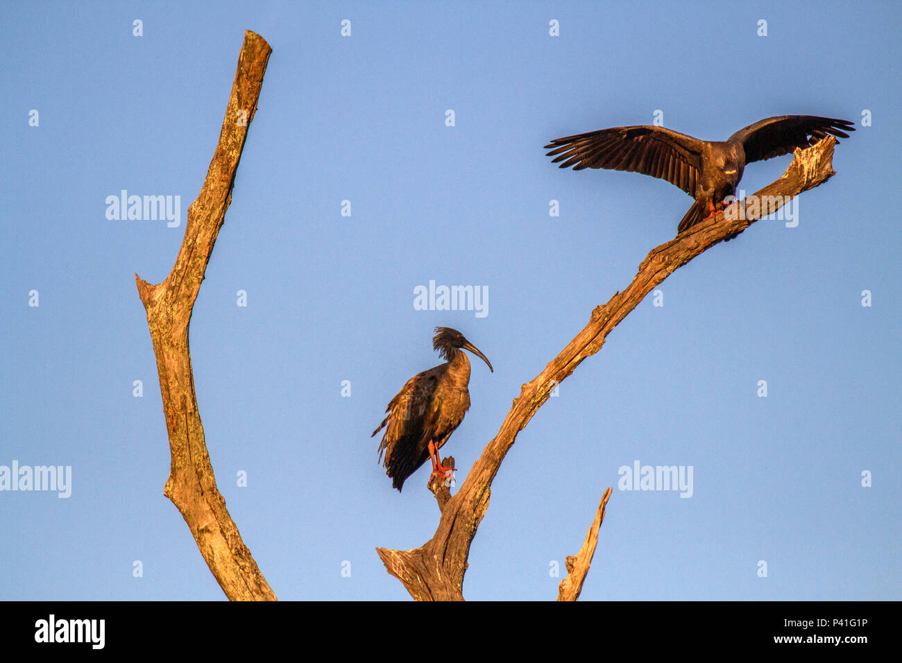 Curicaca cinza hi res stock photography and images Alamy