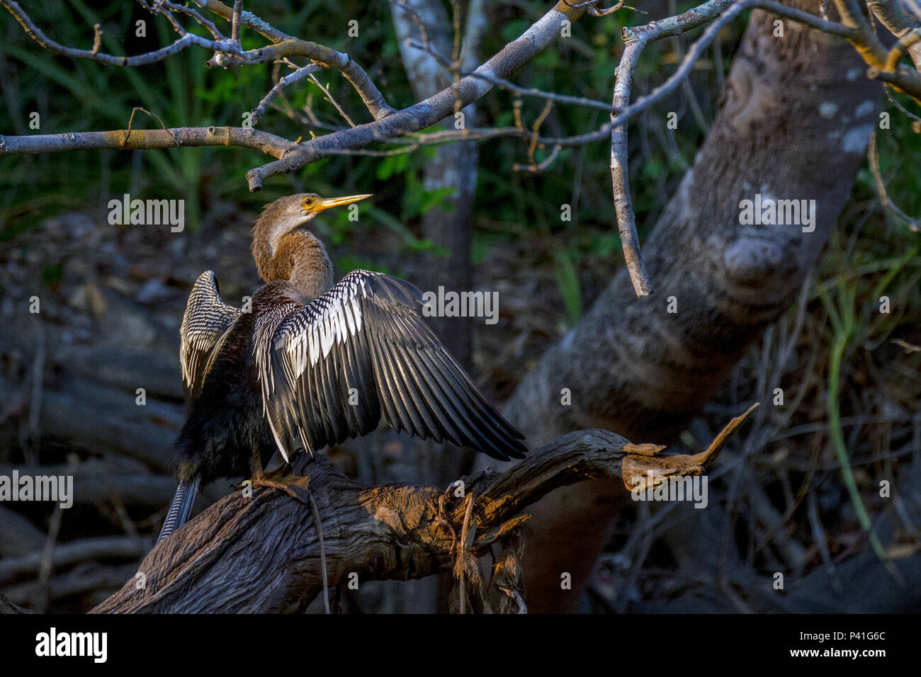 Biguatinga, Anhinga (Nome em inglês) Anhinga anhinga (Nome …