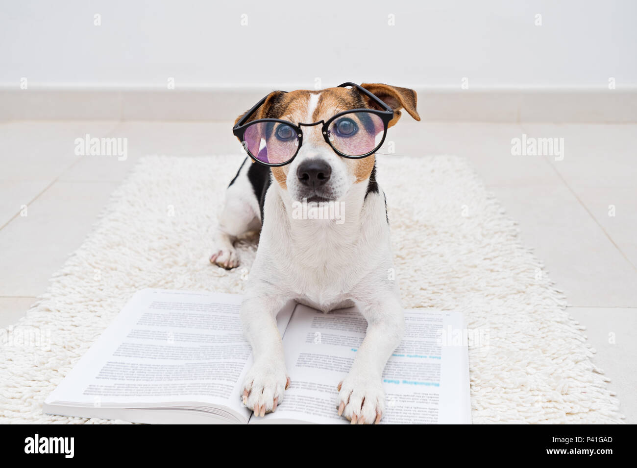 Jack russell terrier best sale smart