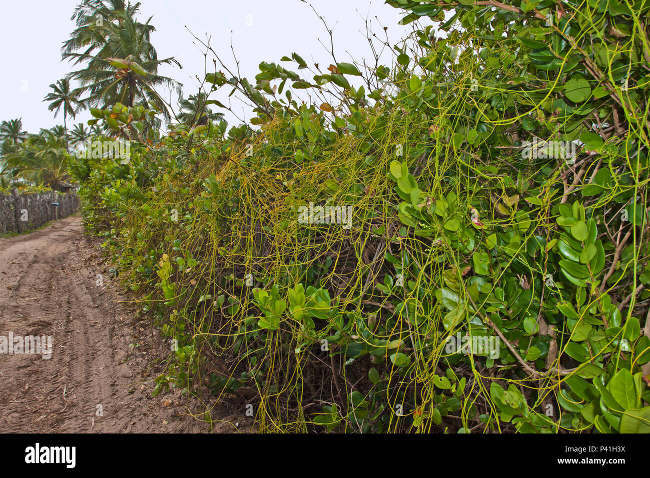 Cipo chumbo hi-res stock photography and images - Alamy | Röhrenhosen