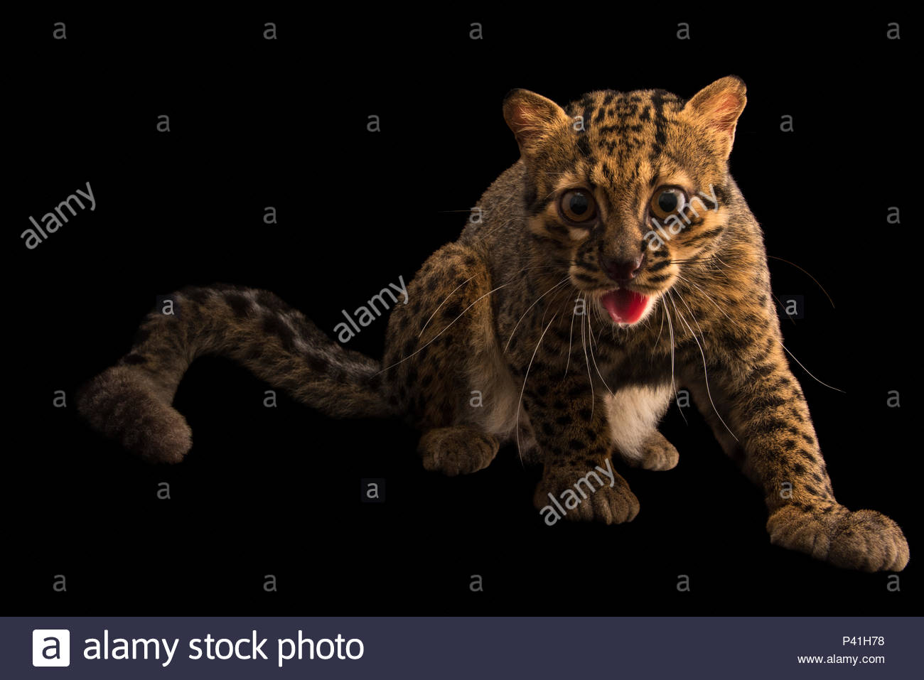 Marbled Cat Stock Photos & Marbled Cat Stock Images - Alamy