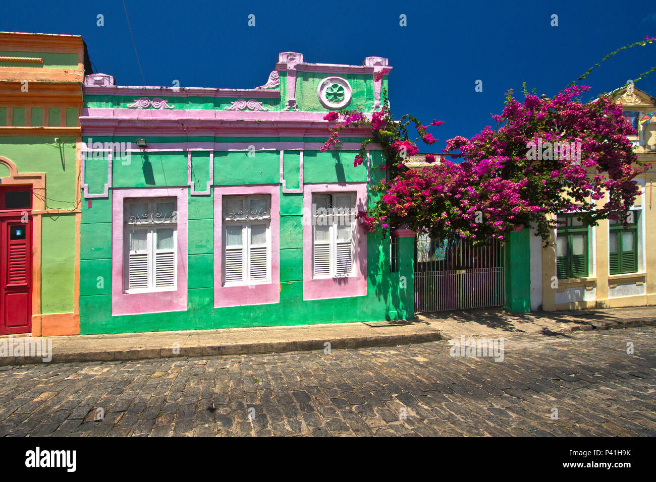 Olinda Pe Primavera Flores Planta Bougainvillea Spectabilis Primavera Sobre O Muro Jardim Paisagismo Primavera Tres Marias Ceboleiro Santa Rita Espinho De Santa Rita Bunganvilla Botanica Flora Stock Photo Alamy