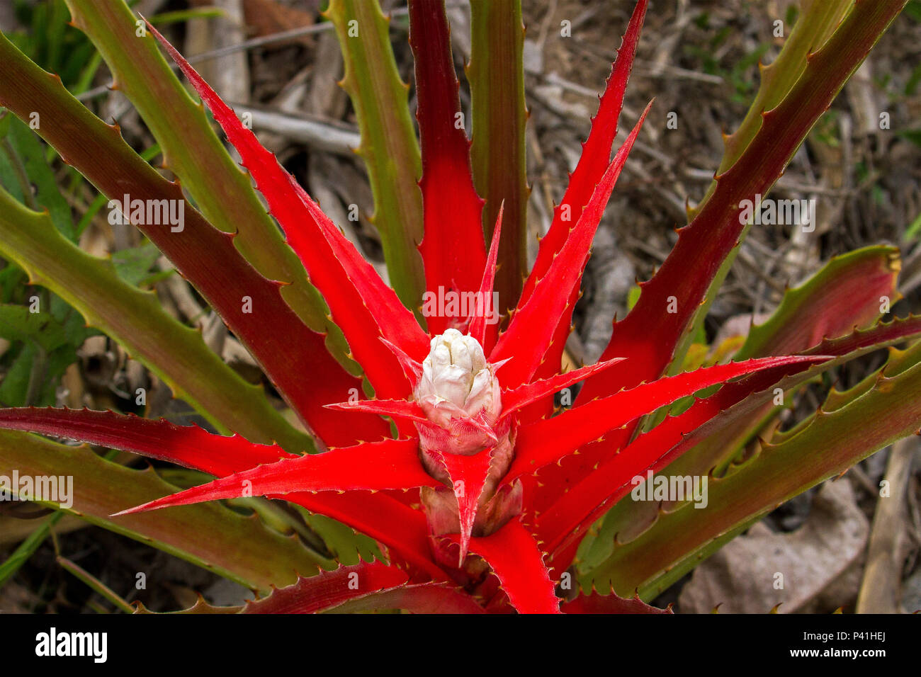 Planta bromelia hi-res stock photography and images - Alamy