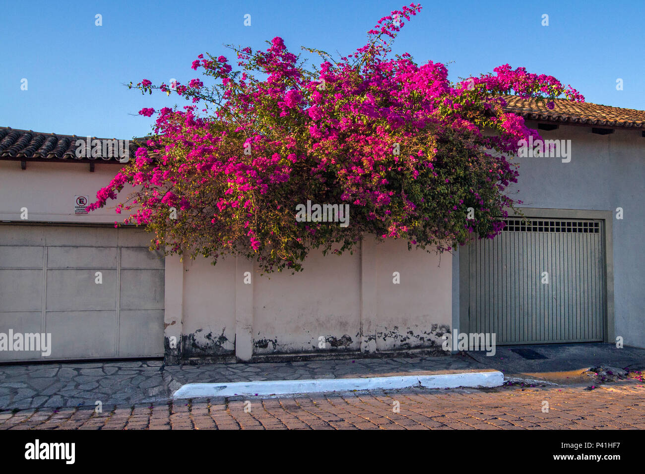 Arbusto de flor de papel hi-res stock photography and images - Alamy