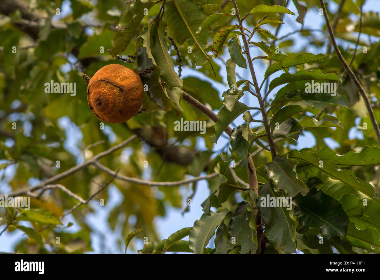 Manaus AM castanha-do-pará noz amazônica noz boliviana tocari tururi árvore  de grande porte Bertholletia excelsa nativa da Floresta Amazônica árvore  Flora Natureza Manaus Amazonas Amazônia Norte do Brasil Stock Photo - Alamy