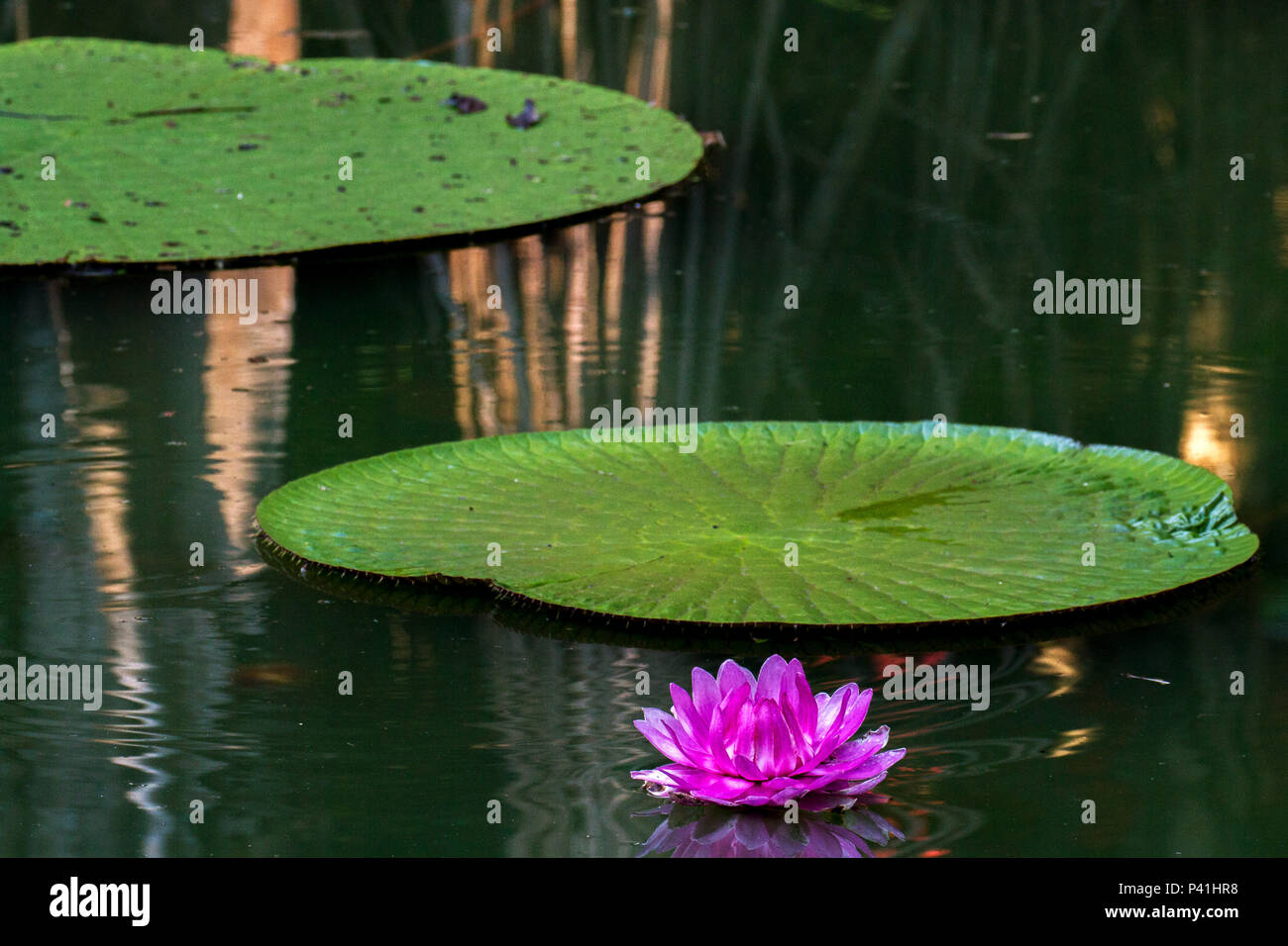 Flor da vitória régia hi-res stock photography and images - Alamy