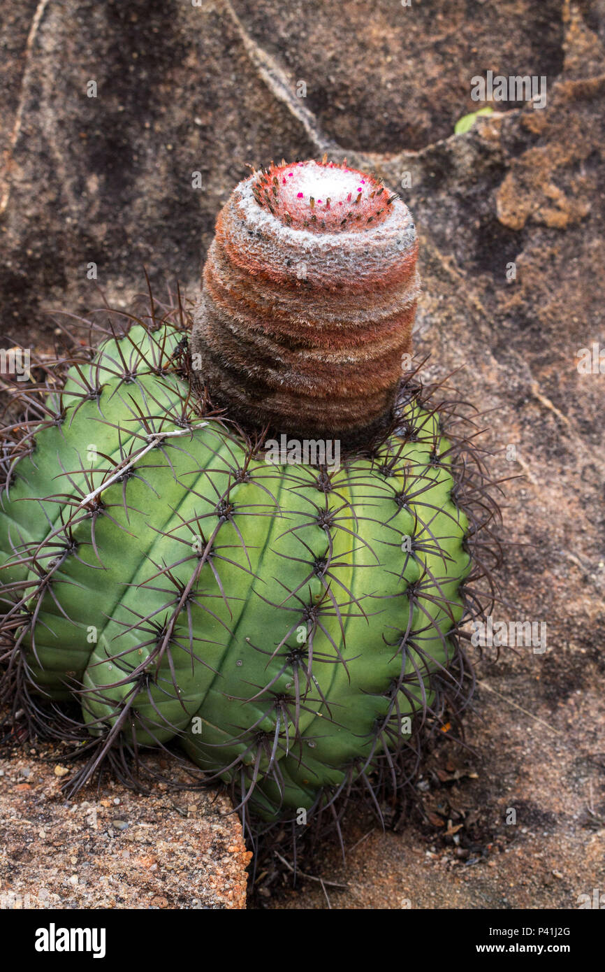 Mirante do Talhado - Delmiro Gouveia AL corôa de frade Melocactus Zehntneri cacto caatinga Natureza Flora Botânica Delmiro Gouveia Alagoas Nordeste Brasil Stock Photo