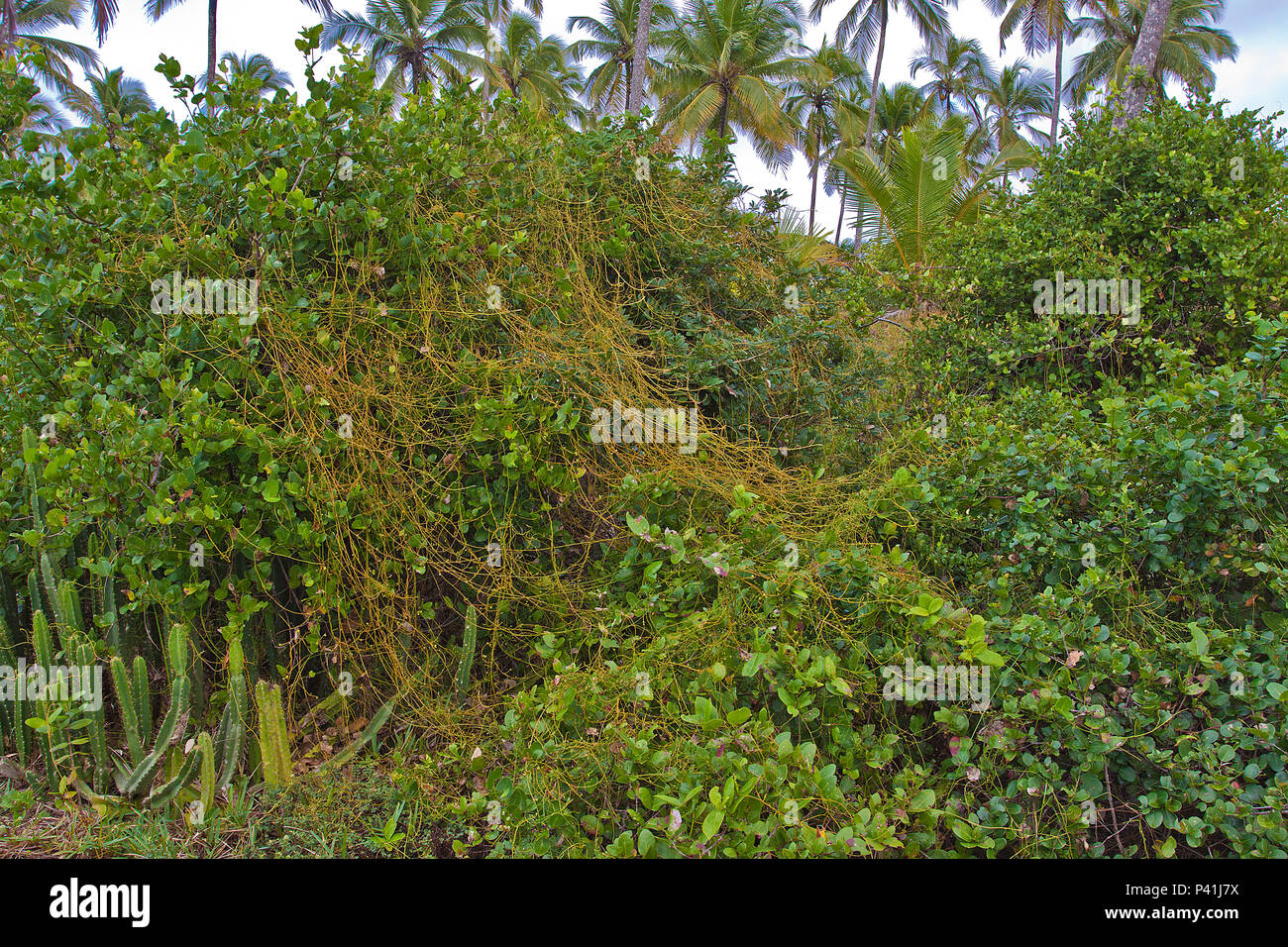 Cipo chumbo hi-res stock photography and images - Alamy