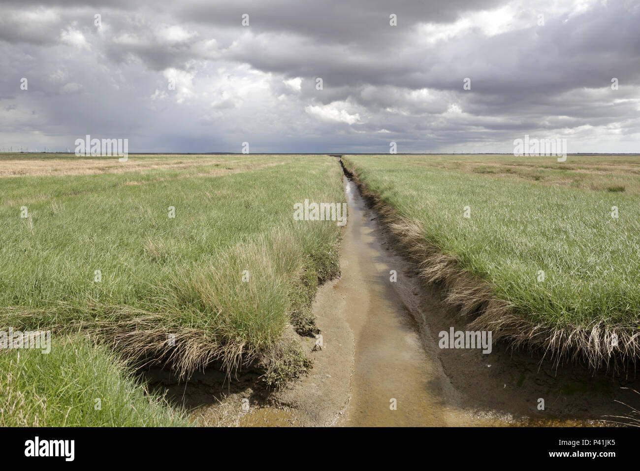 Hamburger Hallig, Germany, drainage ditch and salt marshes at the Soenke-Nissen-Koog in Nordfriesland Stock Photo