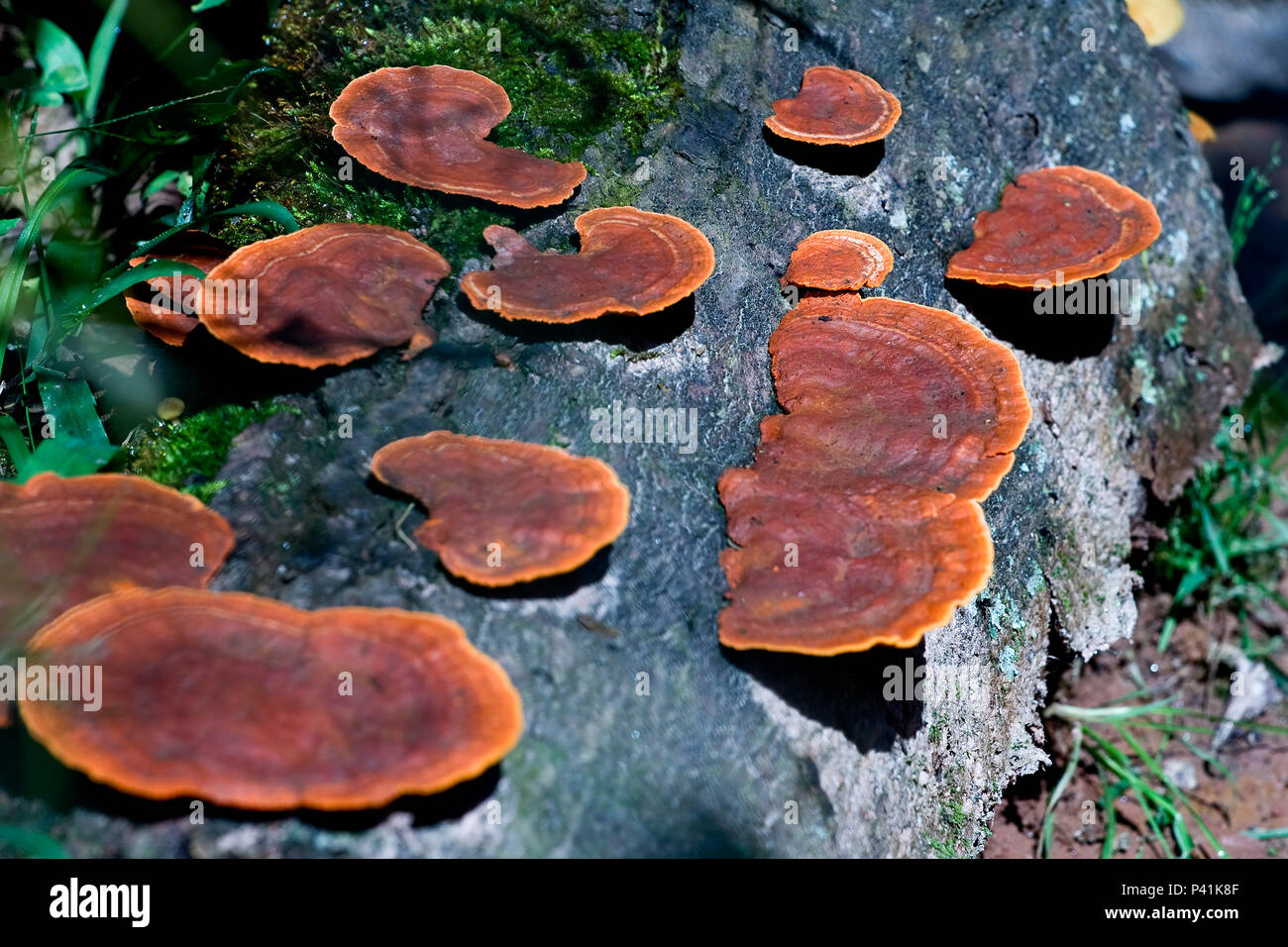 orelhas-de-pau cogumelos fungos tronco de árvore com fungos umidade natureza Flora Stock Photo