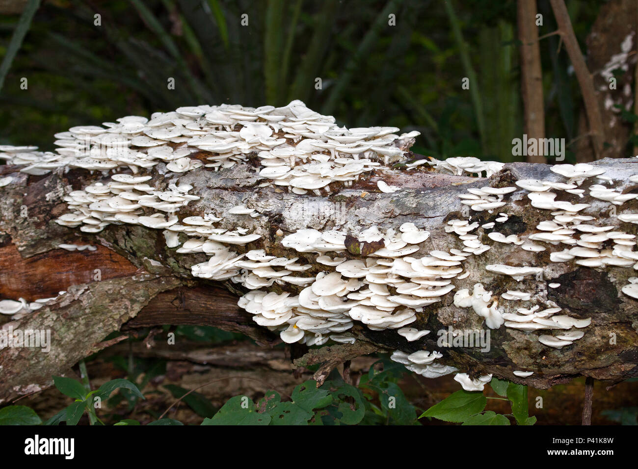 Tronco De Arvore High Resolution Stock Photography And Images Alamy