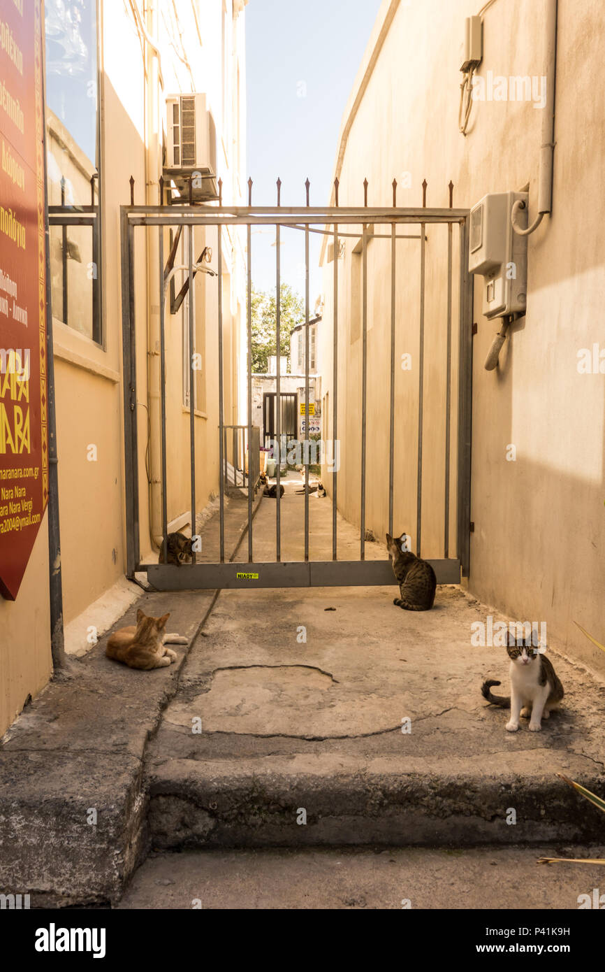 SANTORNI, GREECE - 14th May 2018: Stray and abandoned cats can be found on the streets of Thira. Stock Photo