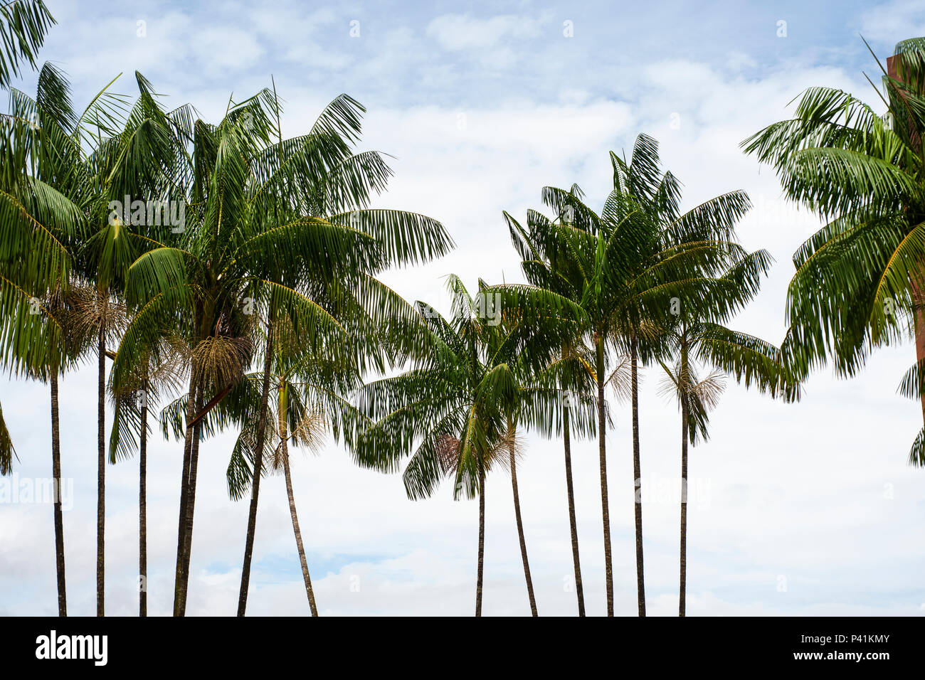 Acai (Euterpe oleracea) palms against a cloudy sky Stock Photo