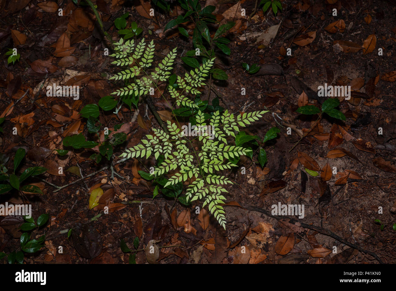 Small fernlike plant growing on the floor of the Amazon rainforest