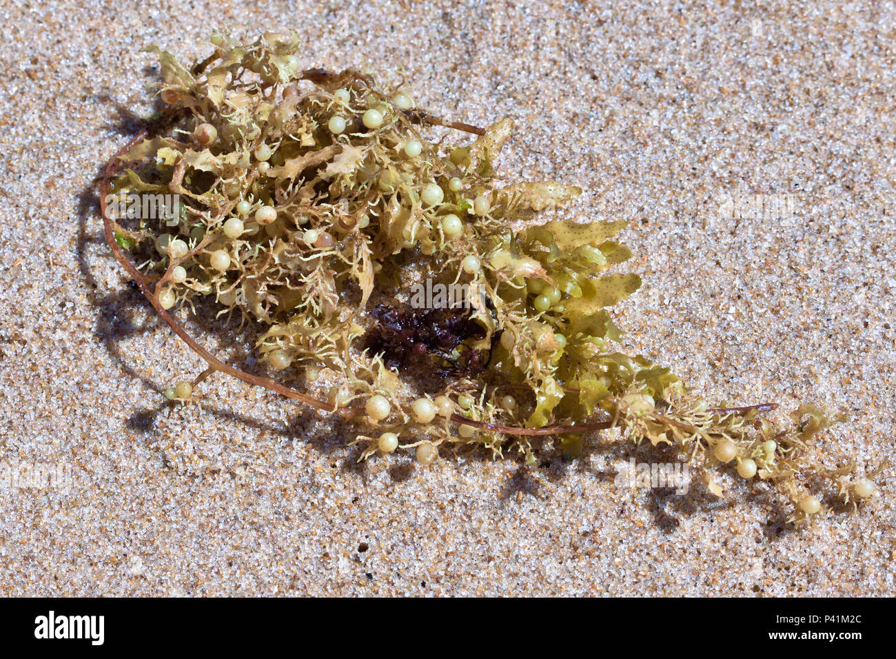 Marau- Bahia Sargassum classe Phaeophyceae algas Fauna Marinha Litoral Sul da Bahia Maraú Bahia Nordeste praia Stock Photo