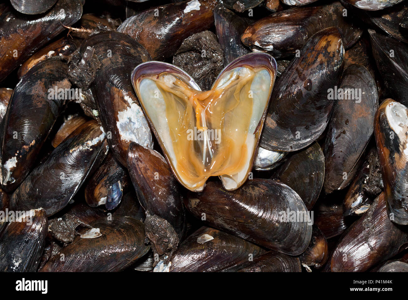 Bertioga Sp Sururu Molusco Bivalve Molusco Mytella Charruana Ordem Mytiloida Fauna Marinha Praia Litoral Bertioga Litoral Norte Estado De Sao Paulo Brasil Stock Photo Alamy