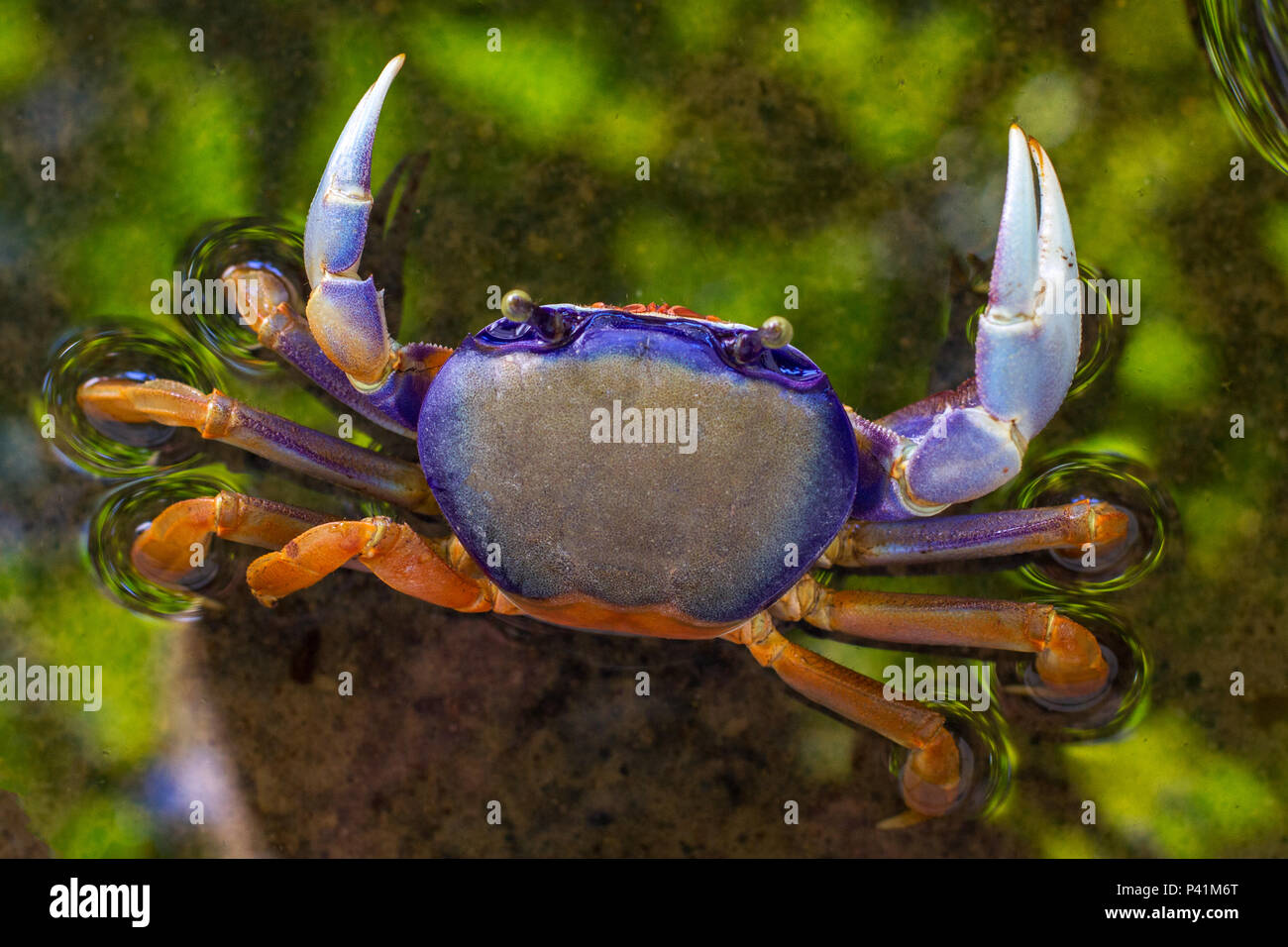 Gaiamun Great land crab hi-res stock photography and images - Alamy