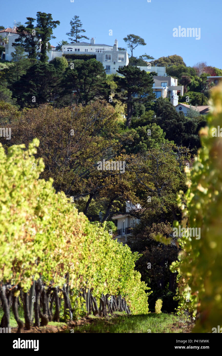 Groot constantia vines cape town hires stock photography and images