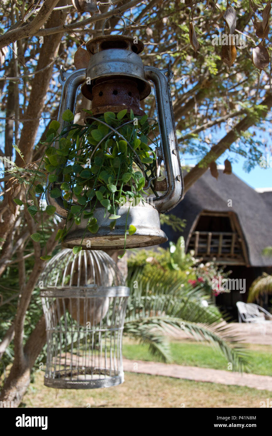 A old oil lamp hangs in a tree at the Etotongwe Lodge at Outjo, a town that is the gateway to Etosha National Park, Namibia. Stock Photo