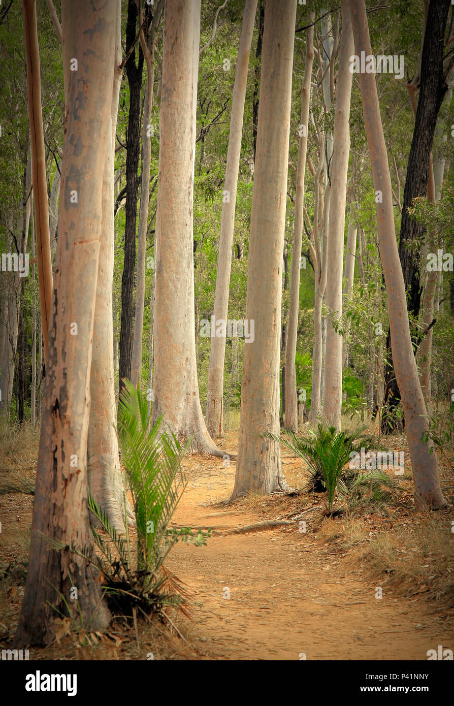 Carnarvon Gorge forest Australia and walking track through the trees Stock Photo