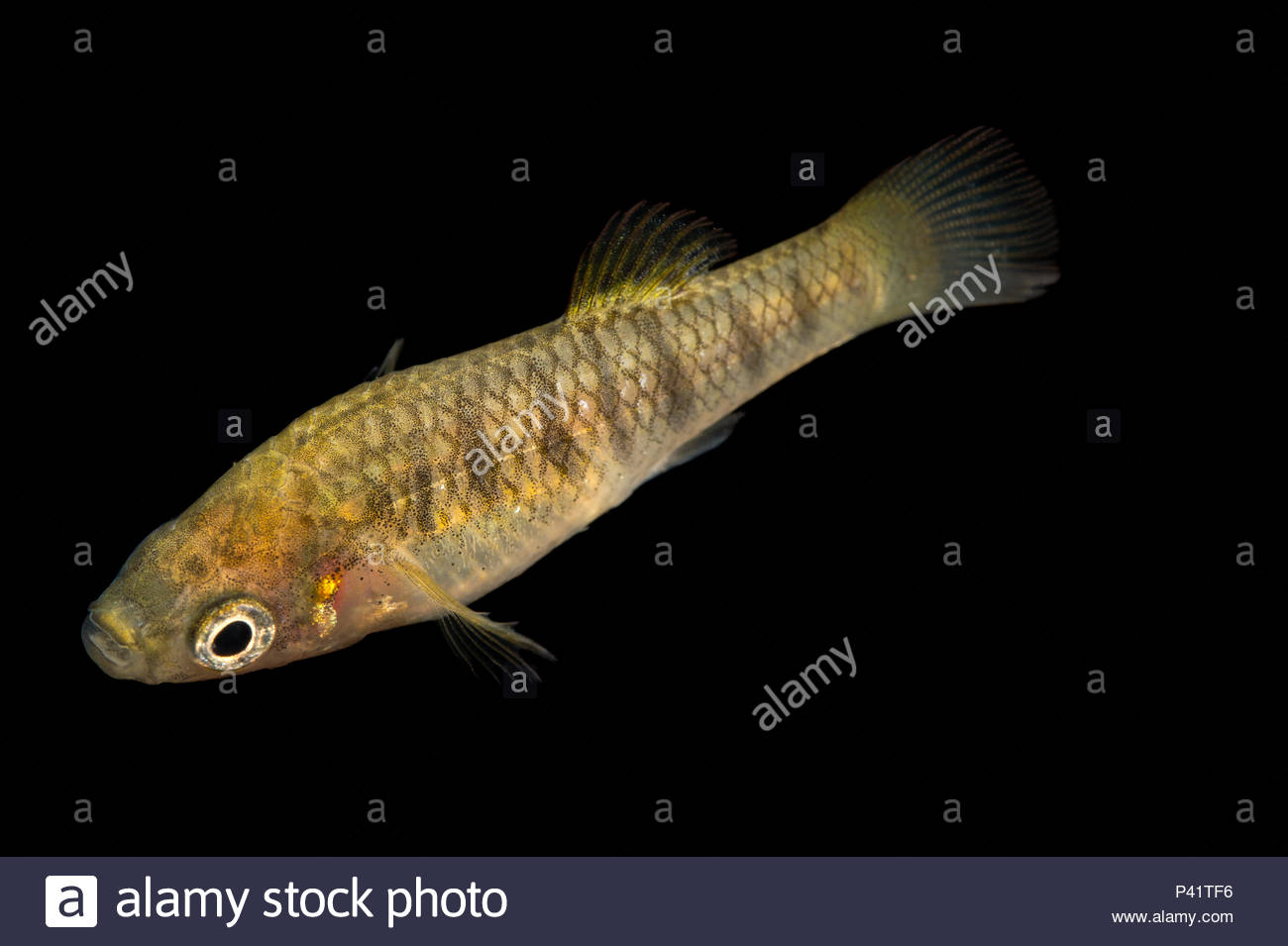 Limia Stock Photos & Limia Stock Images - Alamy