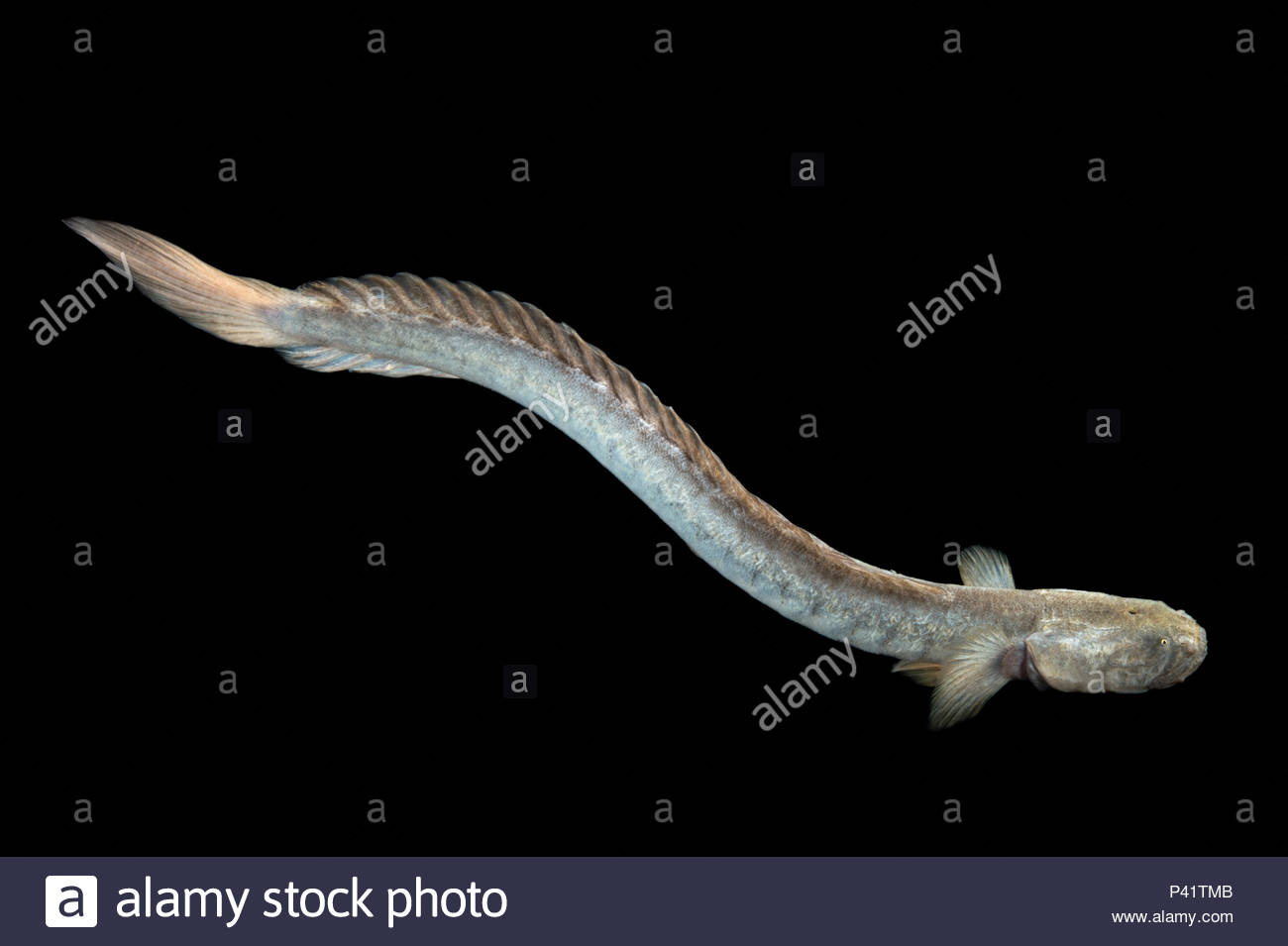 Pictures of mature violet goby Pictures of mature violet goby