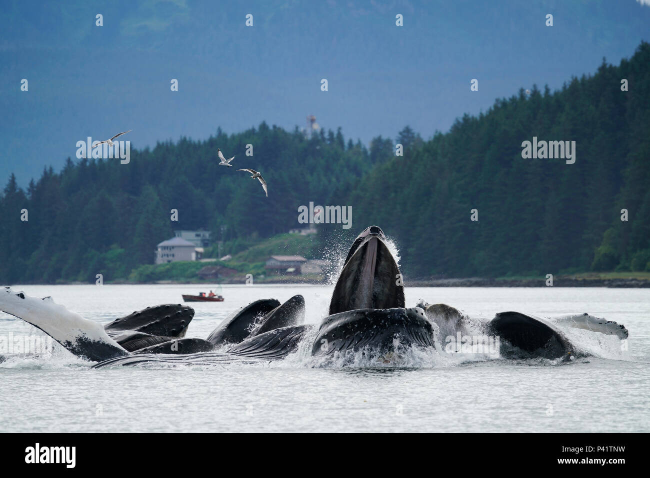 Humpback Whale (Megaptera novaeangliae) group gulp feeding along coast, southeast Alaska Stock Photo