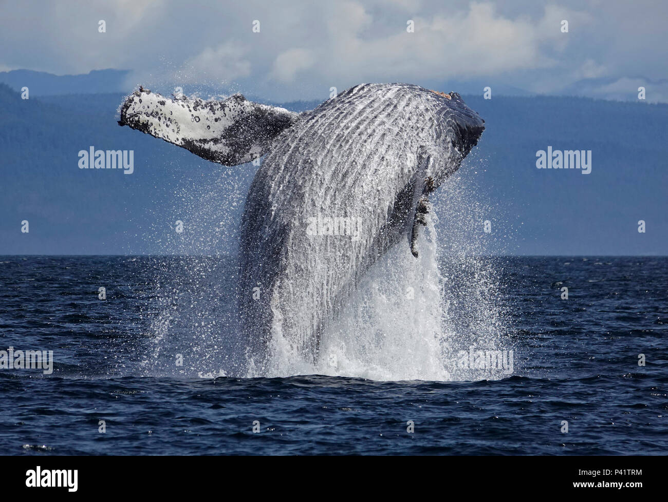 Humpback Whale (Megaptera novaeangliae) breaching, southeast Alaska Stock Photo