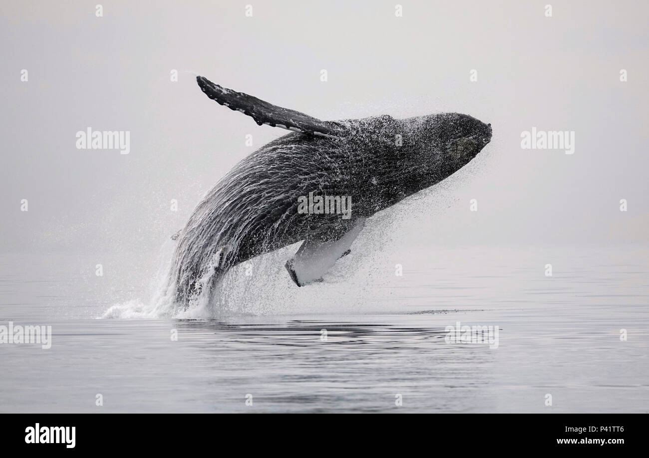 Humpback Whale (Megaptera novaeangliae) breaching, southeast Alaska Stock Photo