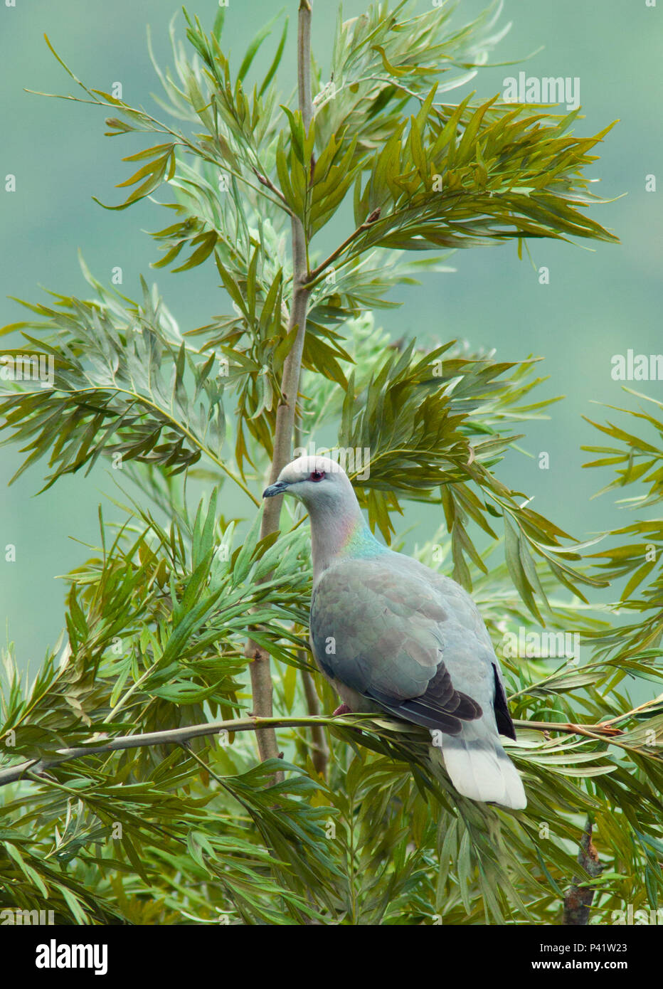 Ring-tailed Pigeon – birdfinding.info