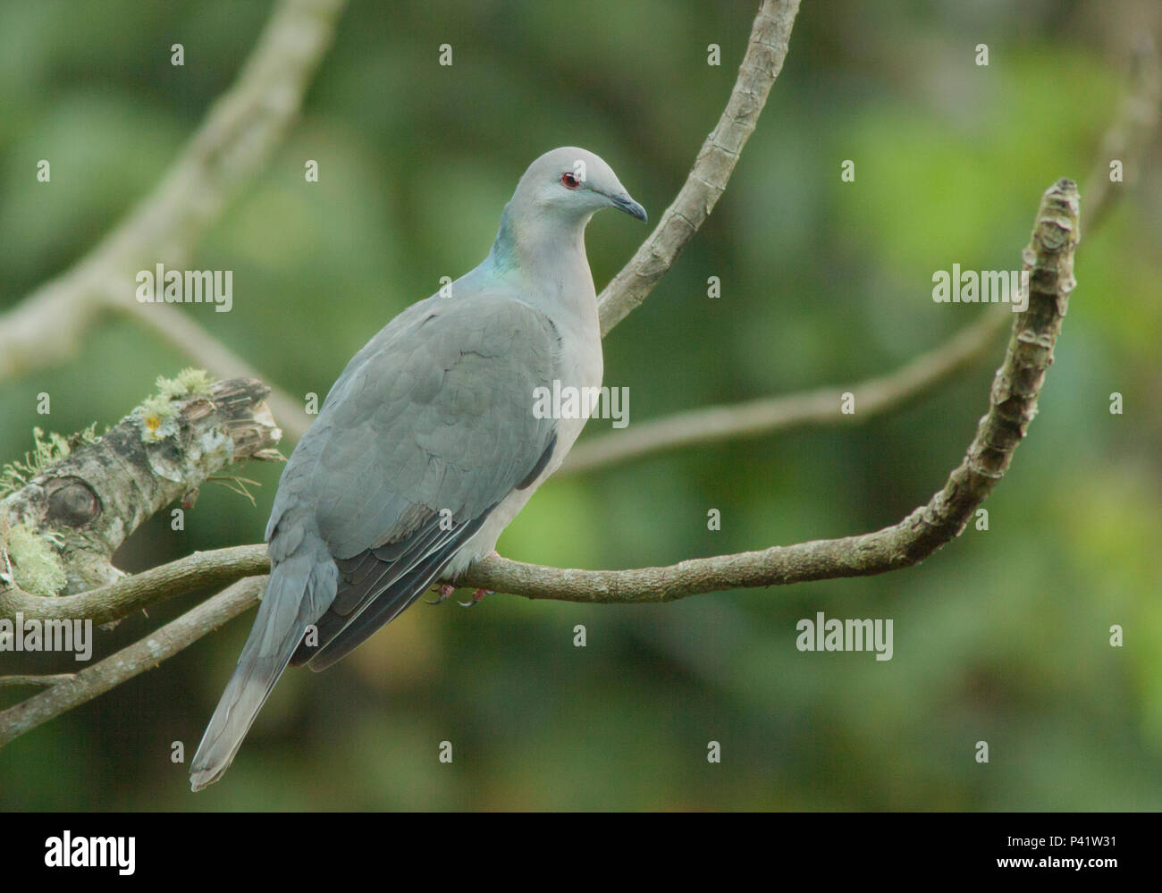 Patagioenas caribaea - Ring-tailed Pigeon | Ring-tailed Pige… | Flickr