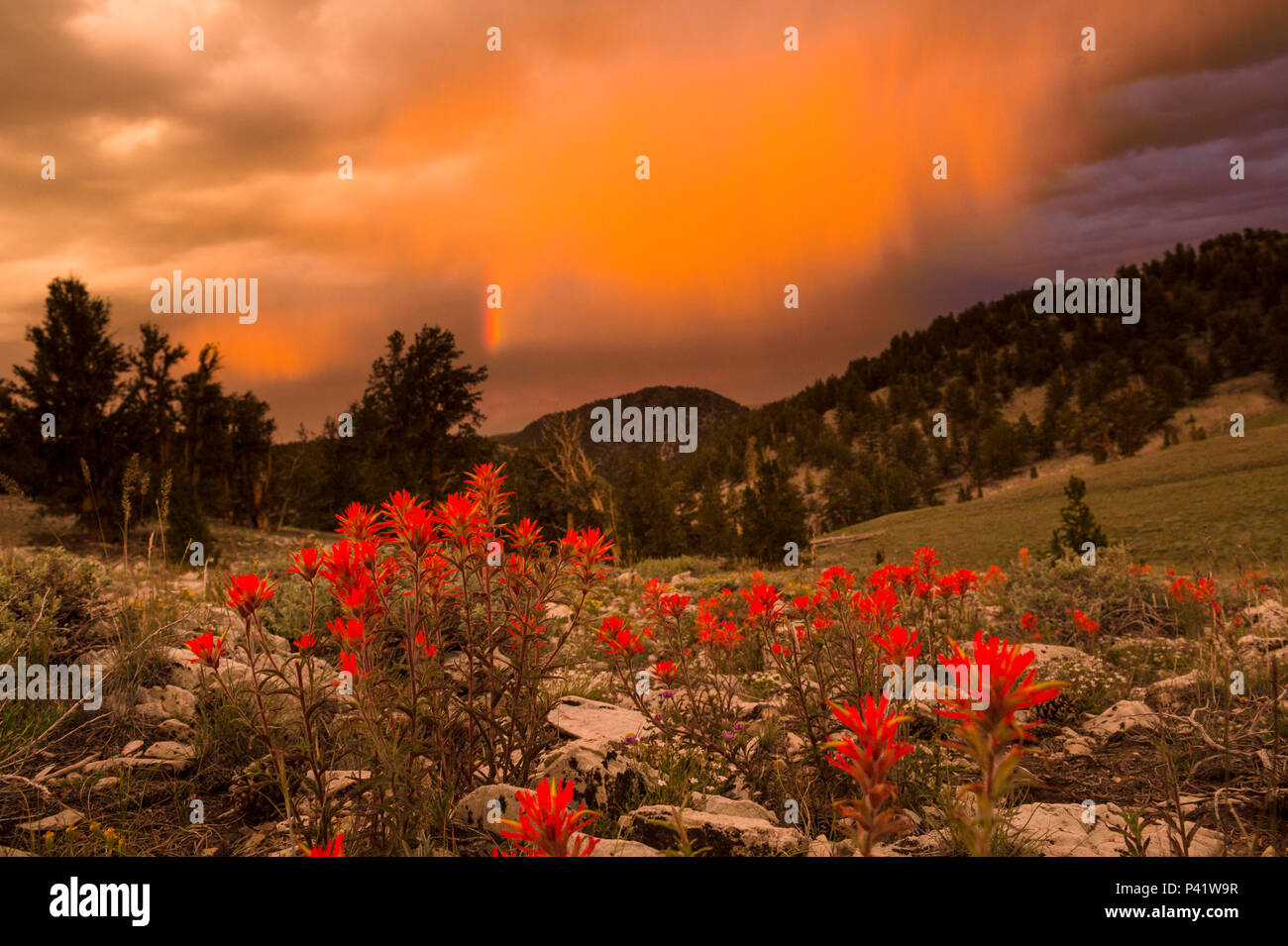 Stormy sunset over red wildflowers in the white mountains in California outside of Bishop, North America. Stock Photo