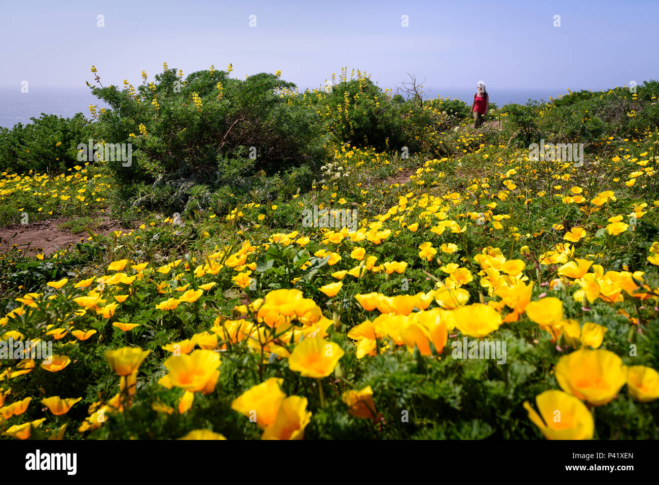 Point Reyes Poppy Flower A hiker walks through California poppies and many other wildflowers on ...