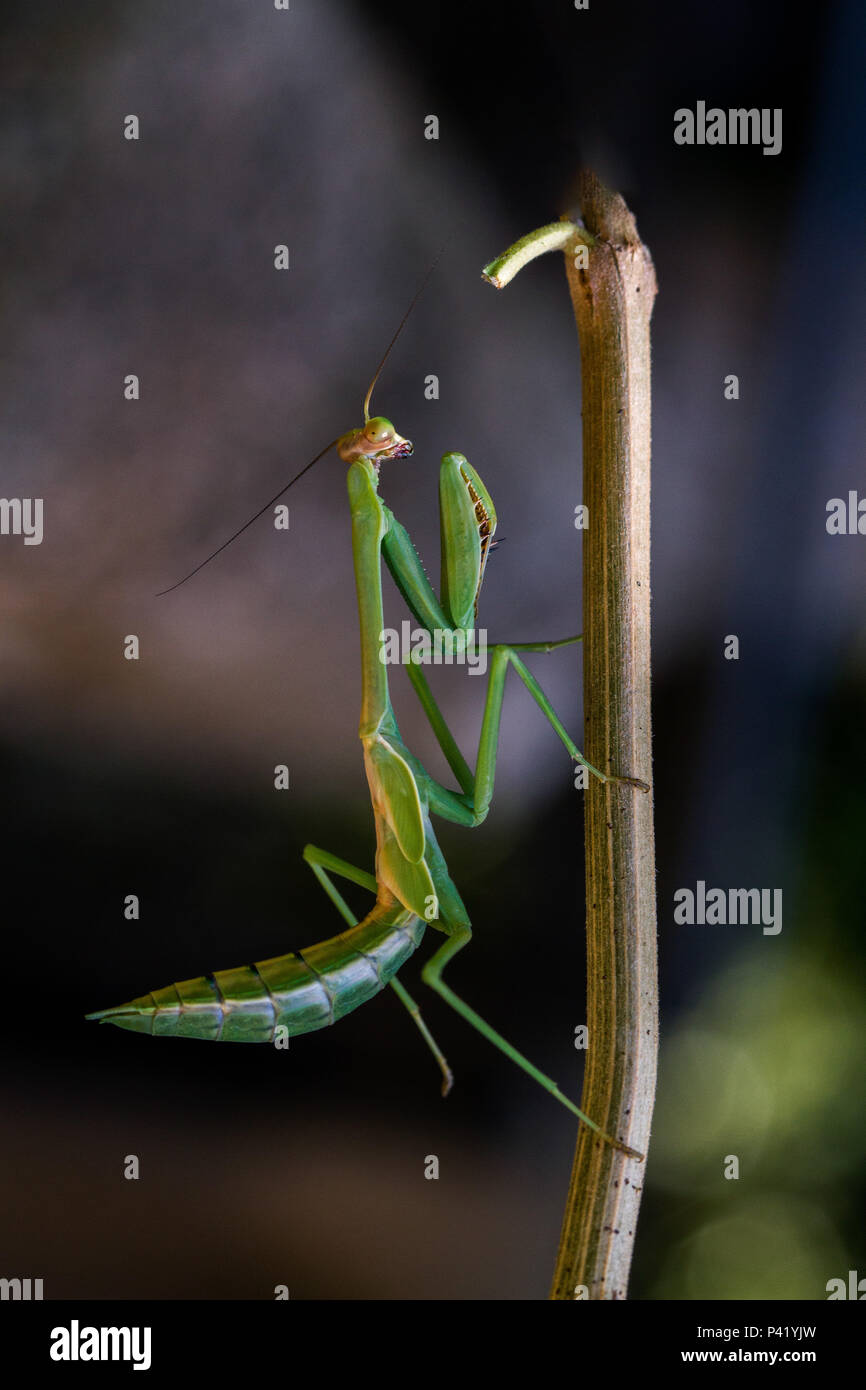 Louva a deus hires stock photography and images Alamy Louva a deus hires stock photography and images Alamy